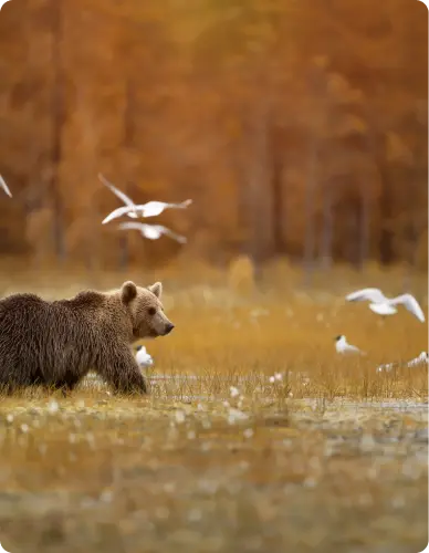 COMBO OURS ET OISEAUX MIGRATEURS